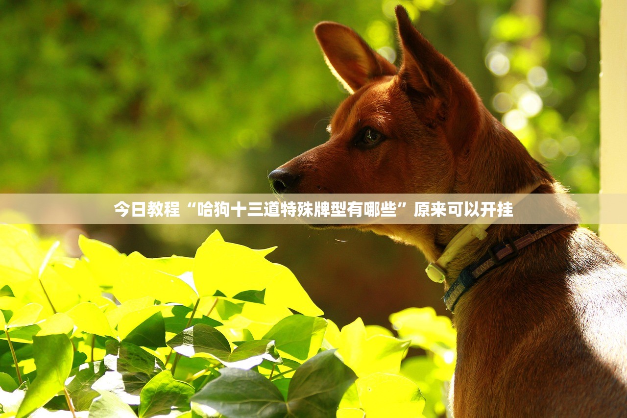 教程分享“河洛杠次麻将怎么开挂(透视)”开挂辅助脚本+详细开挂安装教程