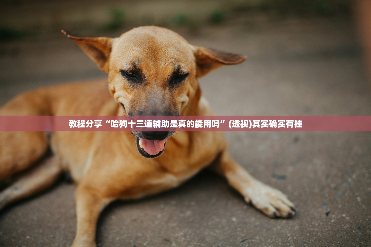 变速箱油品牌:dexron vi变速箱油品牌