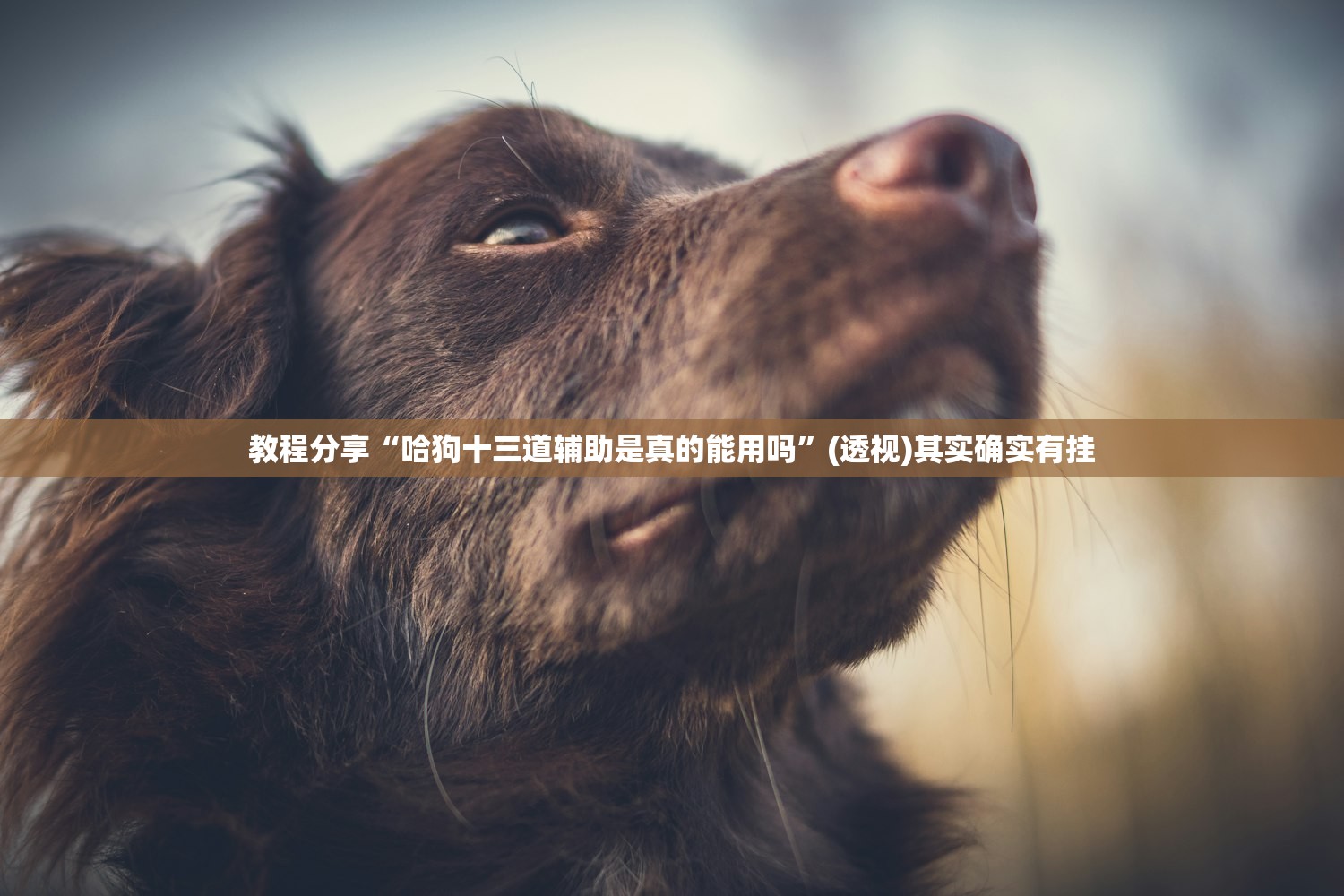 教程分享“哈狗十三道辅助是真的能用吗”(透视)其实确实有挂