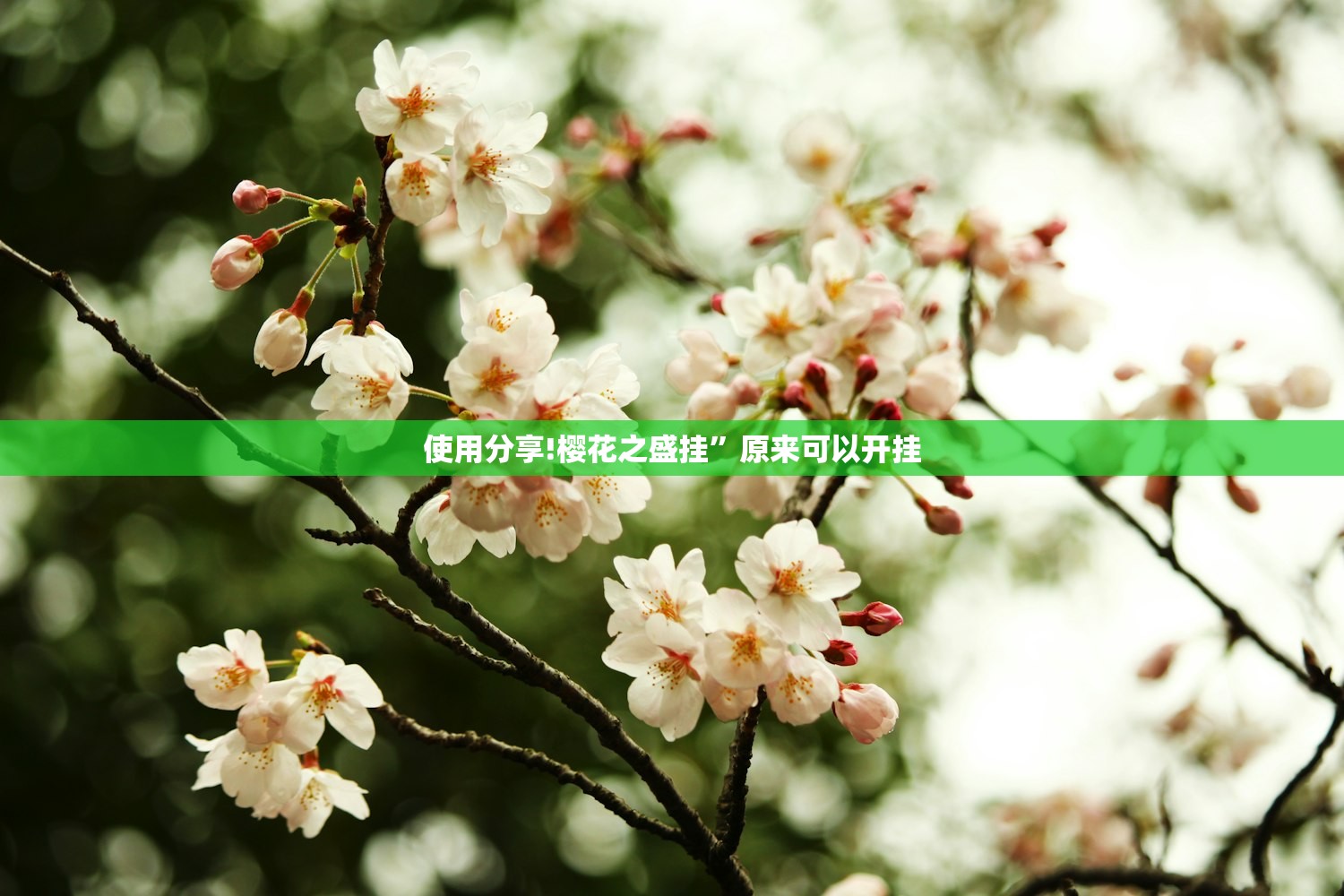 使用分享!樱花之盛挂”原来可以开挂