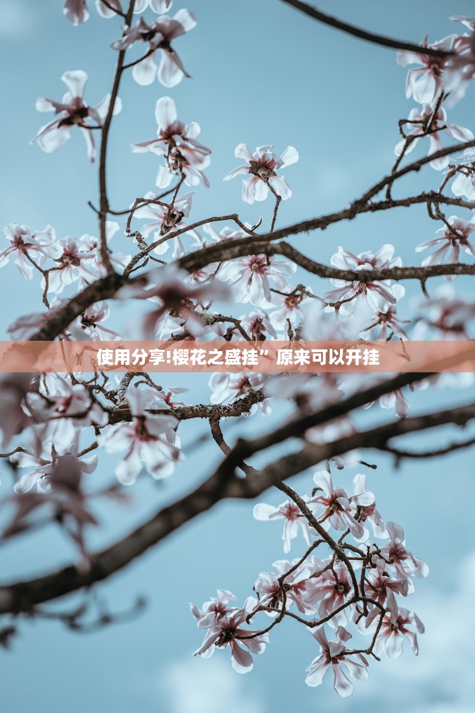 使用分享!樱花之盛挂”原来可以开挂