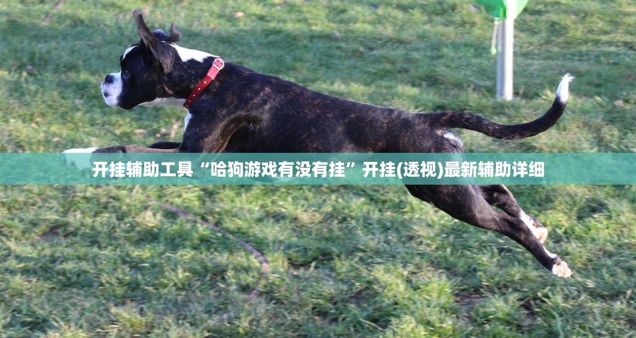 开挂辅助工具“哈狗游戏有没有挂”开挂(透视)最新辅助详细