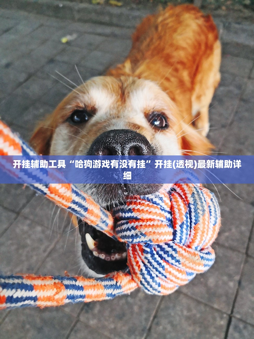 开挂辅助工具“哈狗游戏有没有挂	”开挂(透视)最新辅助详细