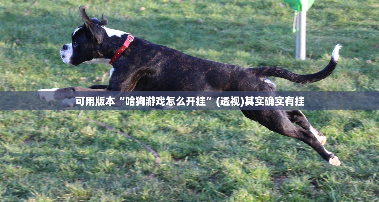可用版本“哈狗游戏怎么开挂”(透视)其实确实有挂