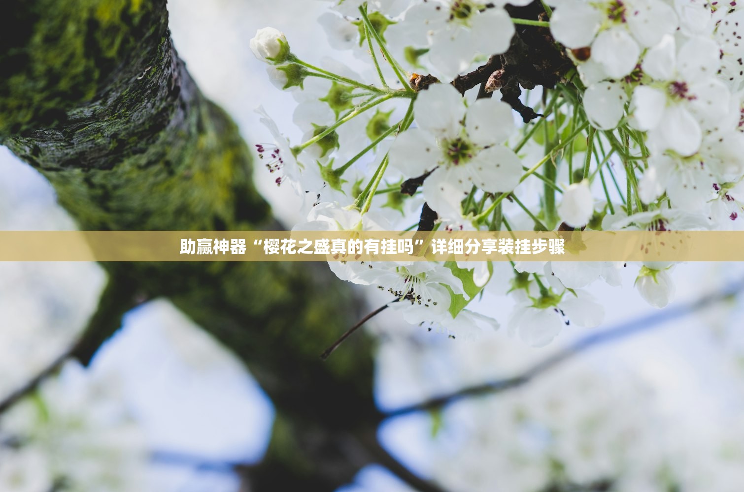 助赢神器“樱花之盛真的有挂吗”详细分享装挂步骤
