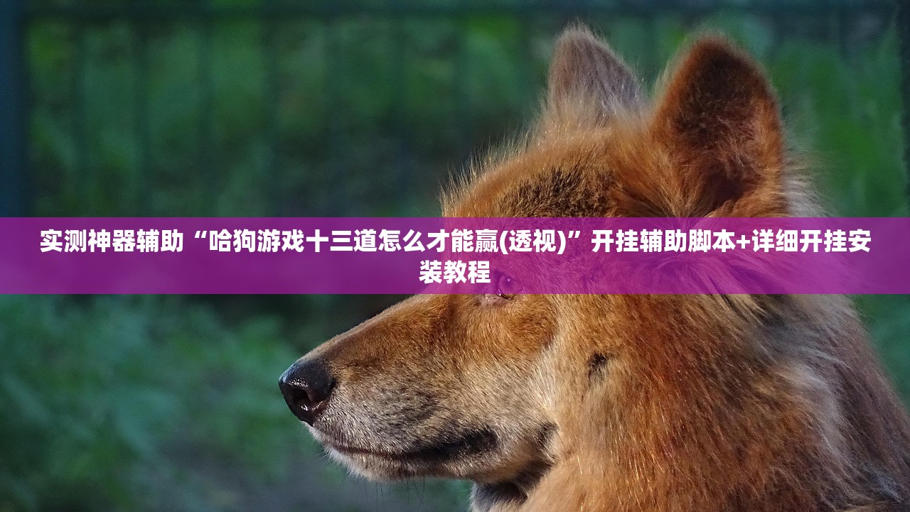 实测神器辅助“哈狗游戏十三道怎么才能赢(透视)”开挂辅助脚本+详细开挂安装教程