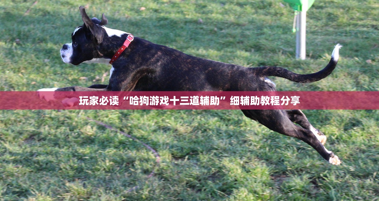 玩家必读“哈狗游戏十三道辅助”细辅助教程分享