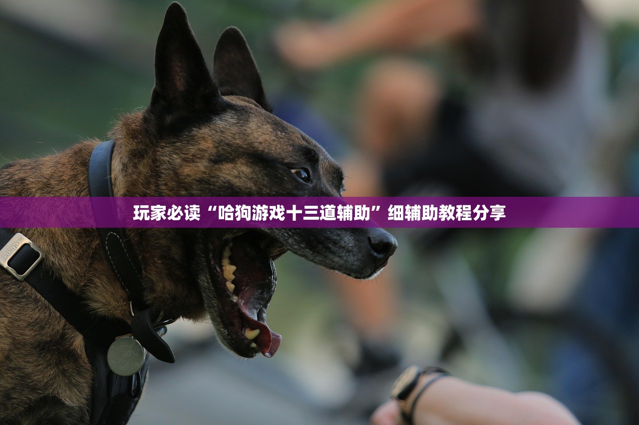 玩家必读“哈狗游戏十三道辅助	”细辅助教程分享