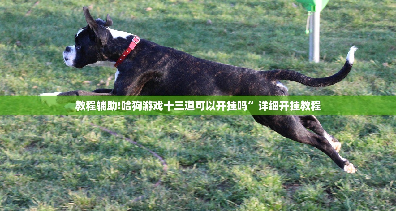 教程辅助!哈狗游戏十三道可以开挂吗”详细开挂教程